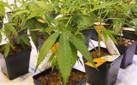 Curaleaf looks to buy Aurora Cannabis, takes bid directly to shareholders
