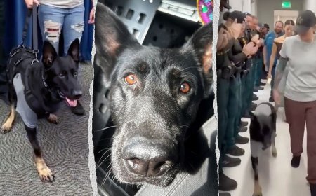 Heroic Florida K-9 returns to sheriff's office days after being shot protecting 3 deputies, losing leg