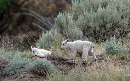 Status of ‘iconic’ mountain goats living near evacuated B.C. community is uncertain