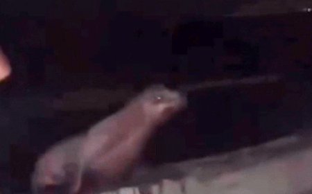 California teen faces prison after viral video shows him squaring up, repeatedly kicking sea lion in the face