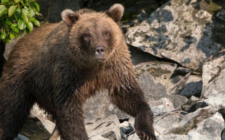 Alaska runner hospitalized after using bear spray to fight off brown bear on Alaska trail