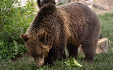 Fitz the grizzly bear briefly escapes his enclosure at the Calgary Zoo