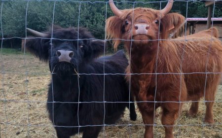 Farmers moving to Nova Scotia where farm costs same as 1-bedroom condo in B.C.