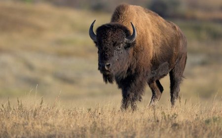 Tourists get dangerously close to massive bison in stunning nature video posted online