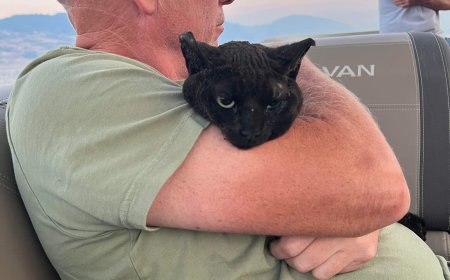 B.C. cat found on dock after Bradley Creek wildfire, burned and alone