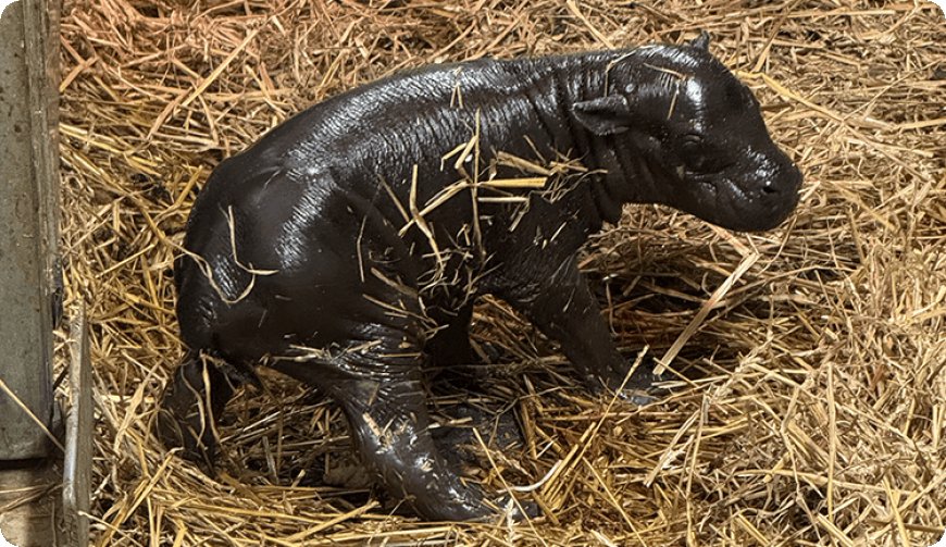 Toronto Zoo announces birth of endangered pygmy hippopotamus