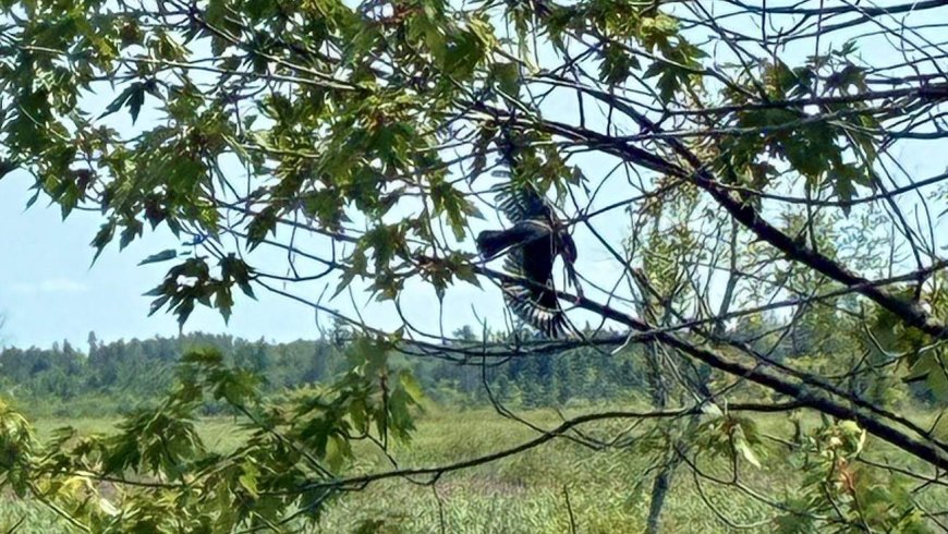 Ottawa firefighters free bird caught in tree, tangled in fishing line