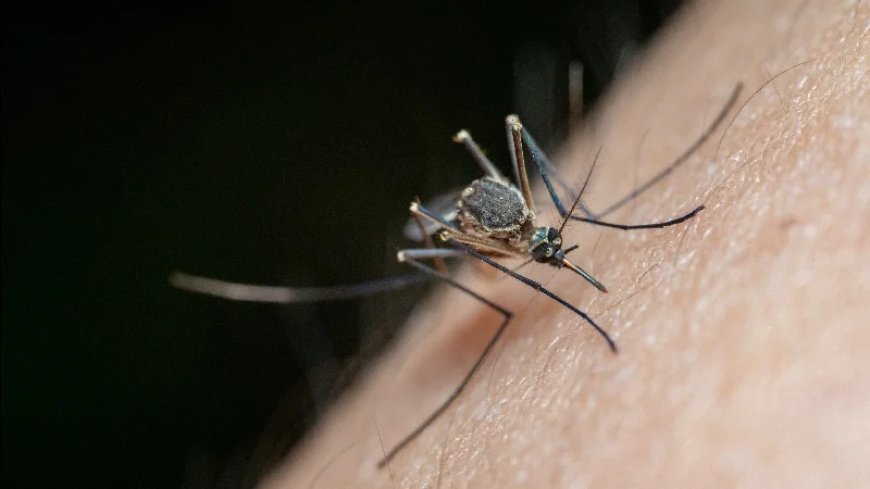 Brain-Swelling Mosquito-Borne West Nile Virus Surges Amid Controversial Mosquito-Release Program