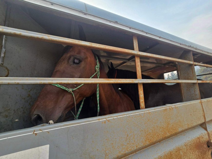 As massive B.C. wildfire raged, groups worked to rescue livestock, animals