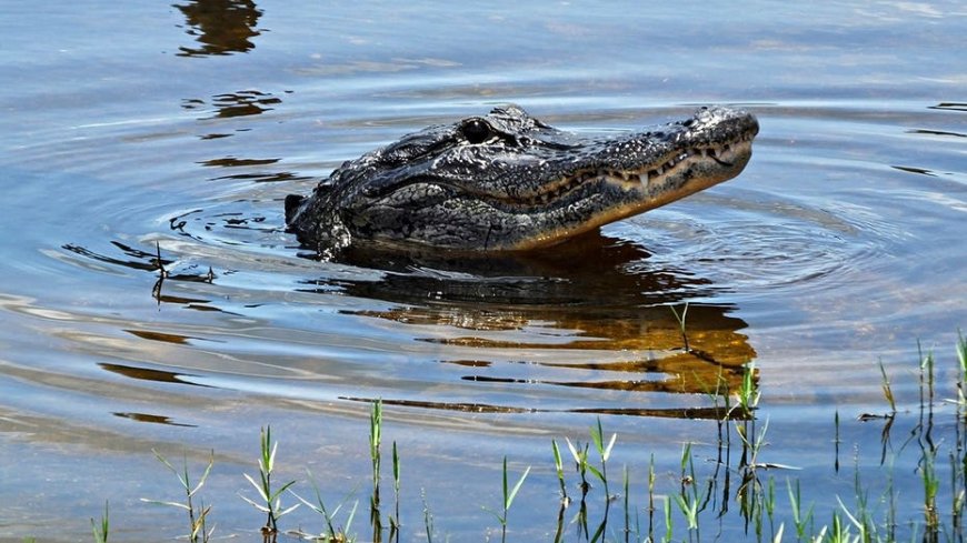Florida woman loses arm in Silver River alligator attack as boater races to save her life