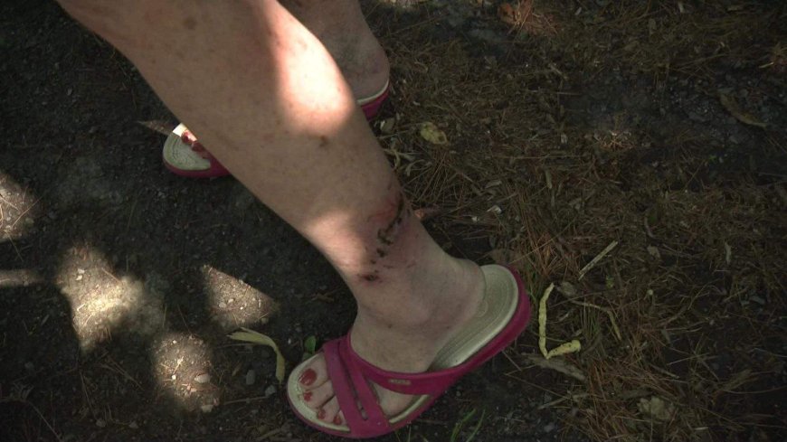 Quebec health officials confirm 2nd Montreal cat with raccoon rabies