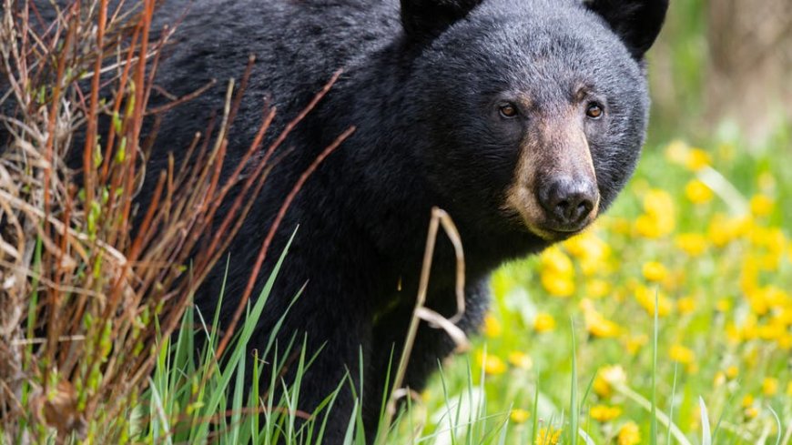 Cat stands its ground against a black bear and comes out on top in viral TikTok video