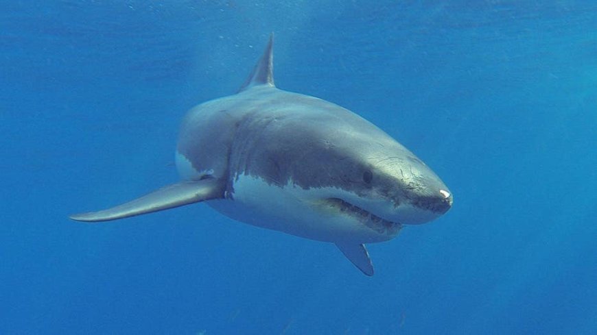 Veteran lifeguard, 71, dragged underwater off the coast of Maine by great white shark