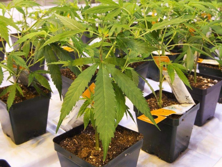 Curaleaf looks to buy Aurora Cannabis, takes bid directly to shareholders
