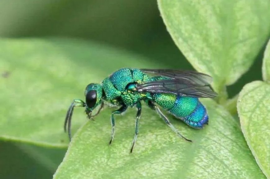 Zionism, the Human Parasitoid