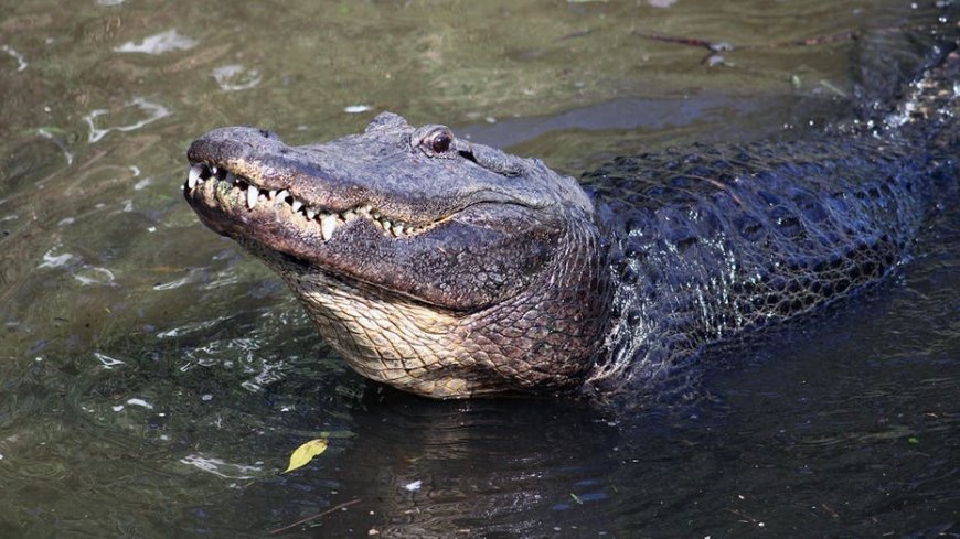 Son of Florida alligator attack victim says tourists and TikTokers are emboldening the gators