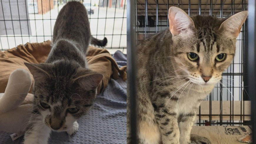 London-area animal rescue faces $200K bill after cats seized by province