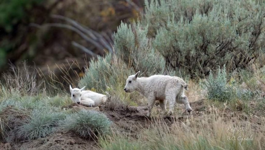 Status of ‘iconic’ mountain goats living near evacuated B.C. community is uncertain