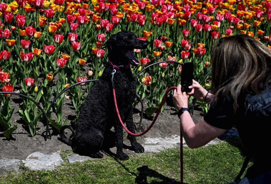 Dogs understand human emotions through facial expressions: study