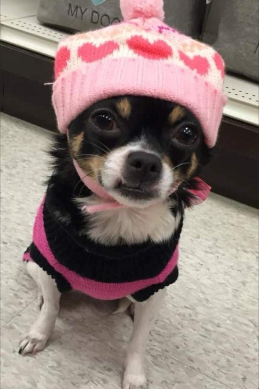 New trial ordered for B.C. man convicted in killing of ex-girlfriend’s chihuahua