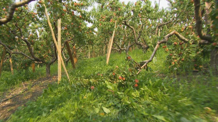 Summerland farmer was 12 hours away from harvesting crop when wildfire sparked