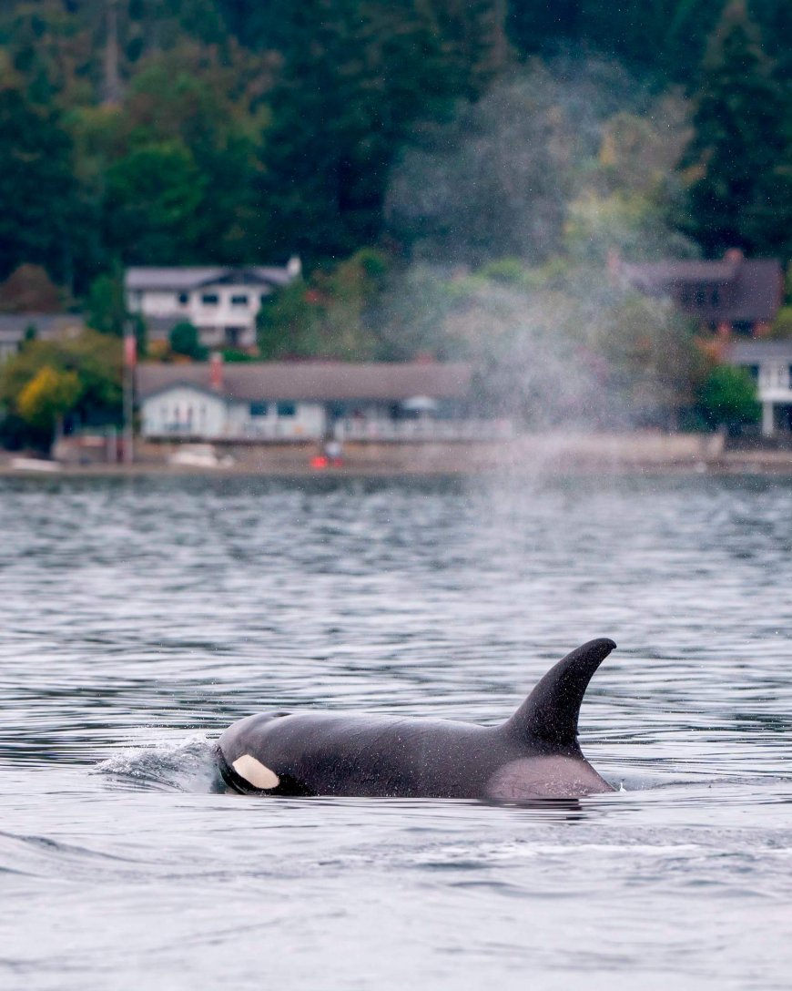 ‘Shocking’ video captures orcas close to shore in Washington State