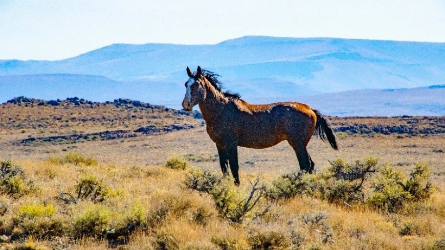 EXCLUSIVE: Nevada Wild Horse Roundups Leave 11 Dead, Leaving Locals Concerned