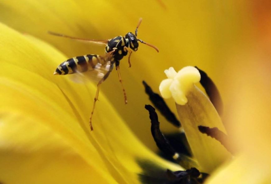 Helicopter rescue for B.C. climber stung by wasps 100 times