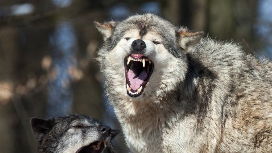 Yellowstone National Park tourist uses spray to ward off a wolf following him in crazy video