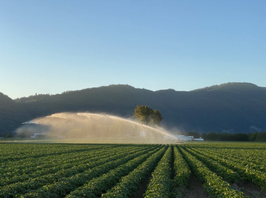 Popular Surrey potato farm has lease extended for another year