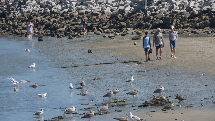 Shark sightings surge along southern Maine coast as experts explain what's driving the spike