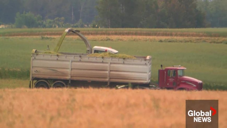 AgriStability reopened for Alberta farmers impacted by extensive summer rains