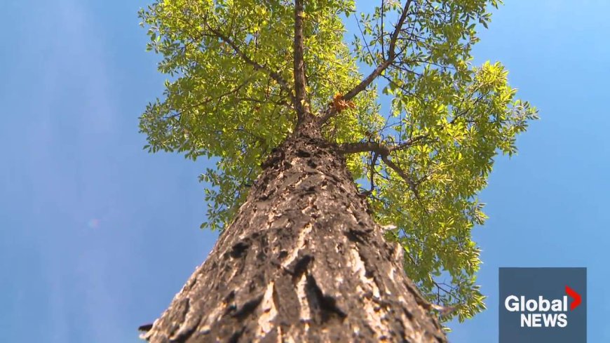 New beetle species linked to rise in Dutch elm disease in Edmonton trees