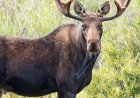 Big Sky, Montana wildlife encounter caught on video as moose charges toward woman and her dogs