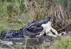 Fisherman captures a crazy video of an alligator chasing a bear across a Florida river