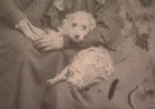 Extremely rare Woolly Dog pelt back in B.C. after more than 160 years