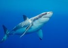 'Devoted' father and grandfather-to-be swimming at popular beach killed in suspected fatal shark attack