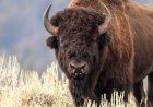 National Park Service director calls Yellowstone's wild bison recovery an 'incredible conservation story'