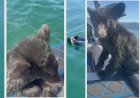 Bear cub rescued from Okanagan Lake faces uncertain future