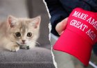 NYC kitten rescue defends ‘NO F---ING MAGA’ adoption policy as PETA calls for it to be abolished
