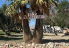 Hidden California desert pet cemetery holds unexpected piece of White House history