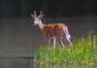 Bass angler couldn't use LiveScope, so he followed whitetail deer to find the fish instead