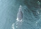 North Atlantic right whales feed closer to surface increasing collision risk: study