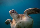Ukrainian influencers filmed themselves sitting on top of sea turtle while it tries to lay eggs