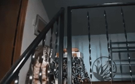 Washington homeowner hears mysterious banging, calls 911 before police find growling bobcat at top of stairs