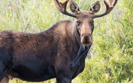 Big Sky, Montana wildlife encounter caught on video as moose charges toward woman and her dogs