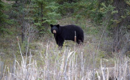 Woman airlifted to hospital after bear attack near Whistler, B.C.