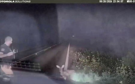 Texas deputy screams and runs after 'dead' deer springs to feet in viral encounter