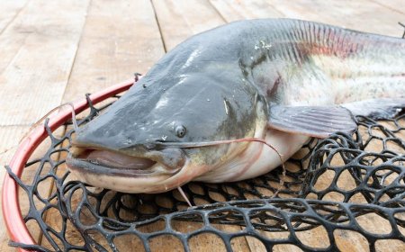 West Virginia angler lands 72.75-pound blue catfish to set new state record on the Ohio River
