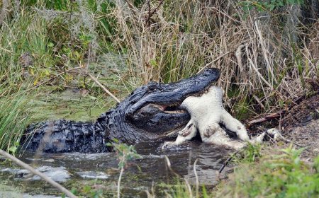 Fisherman captures a crazy video of an alligator chasing a bear across a Florida river